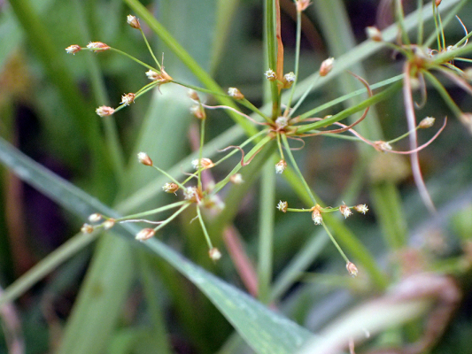 2018.8.20 岩殿_f0131669_12474176.jpg