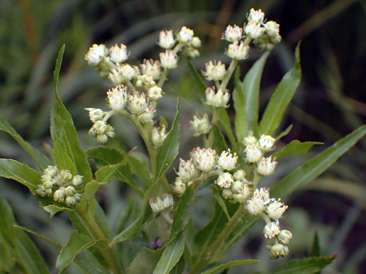 2018.8.20 岩殿_f0131669_12482282.jpg