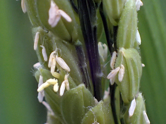 2018.8.20 岩殿_f0131669_12491012.jpg