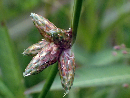 2018.8.20 岩殿_f0131669_12495400.jpg