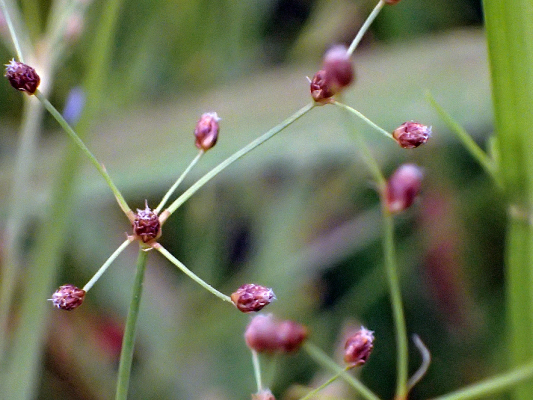 2018.8.20 岩殿_f0131669_12505939.jpg