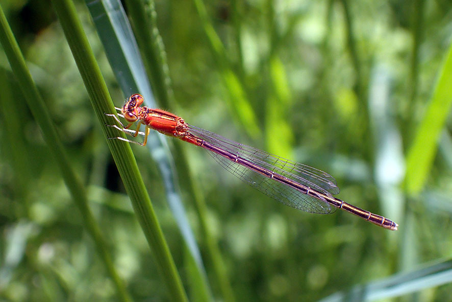 トンボ_f0131669_12521356.jpg