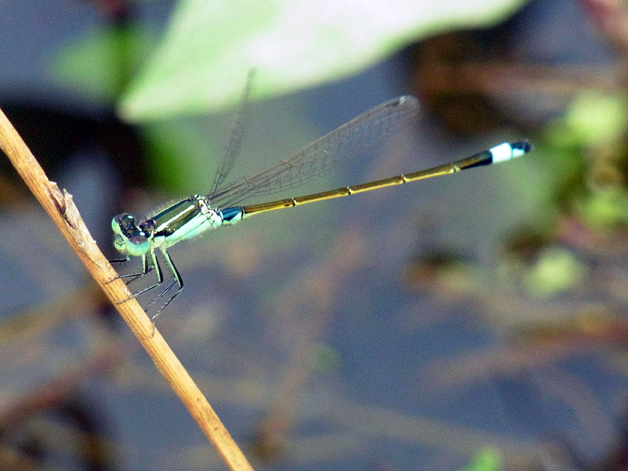 トンボ_f0131669_13011203.jpg