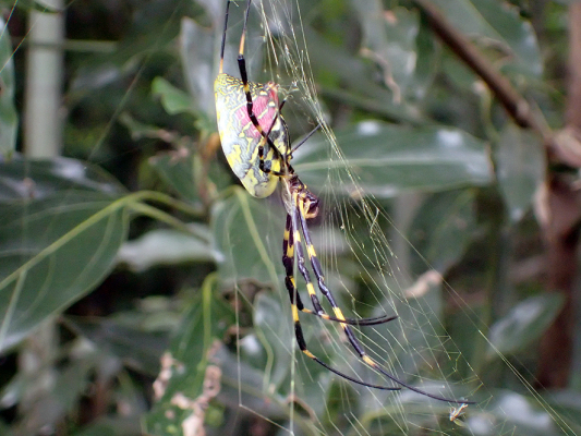 斜面林のクモたち_f0131669_14454711.jpg