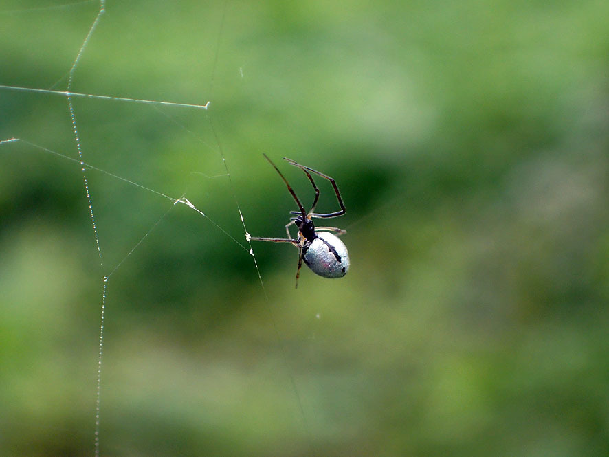 シロカネイソウロウグモ　ヒログモ科_f0131669_15095403.jpg