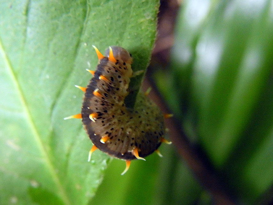 2016.7.24 日影沢で昆虫研修_f0131669_15141117.jpg
