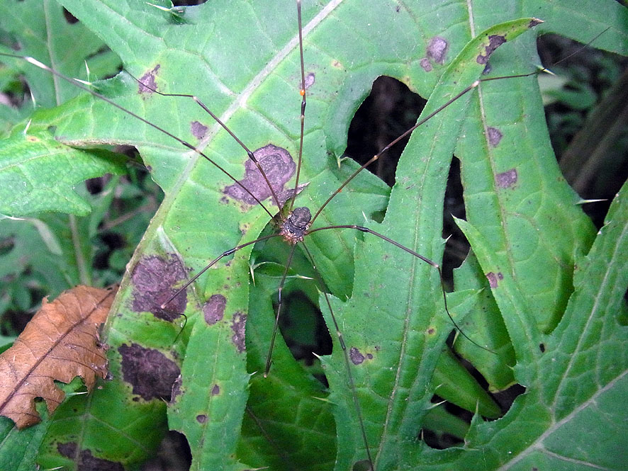 2016.7.24 日影沢で昆虫研修_f0131669_1520652.jpg