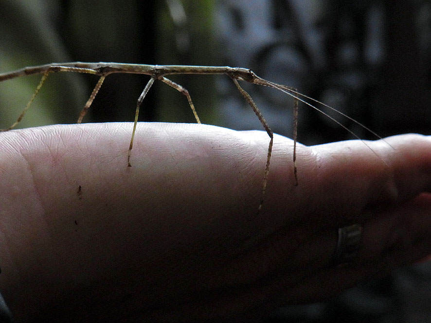 2016.7.24 日影沢で昆虫研修_f0131669_15212111.jpg