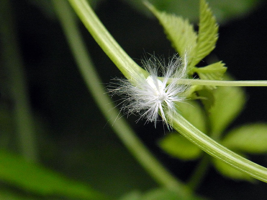 2016.7.24 日影沢で昆虫研修_f0131669_15245883.jpg