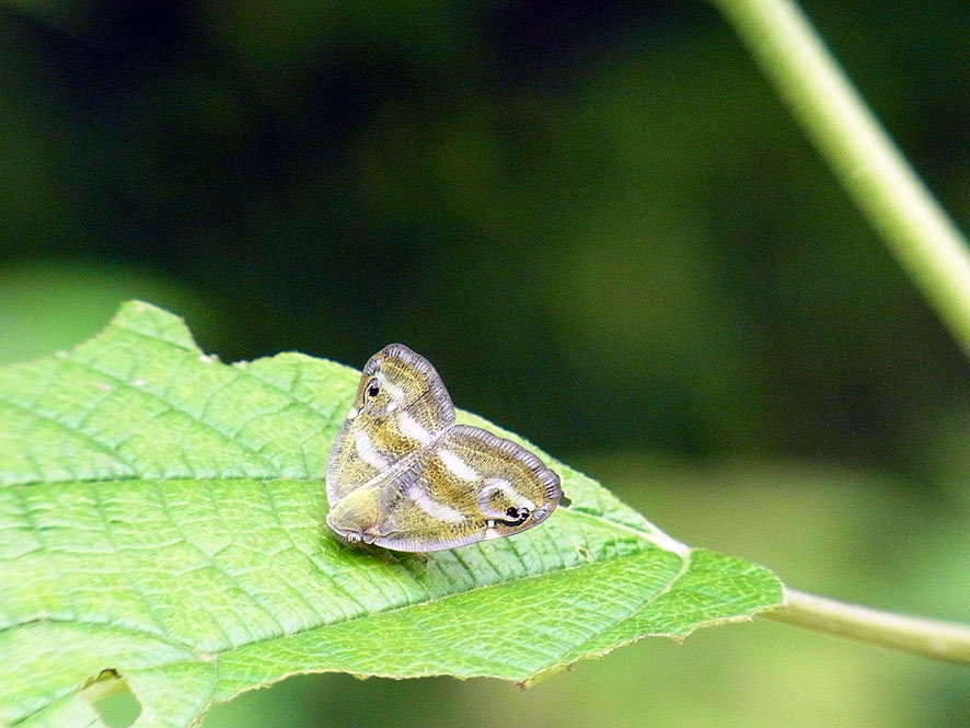 2016.7.24 日影沢で昆虫研修_f0131669_15303237.jpg