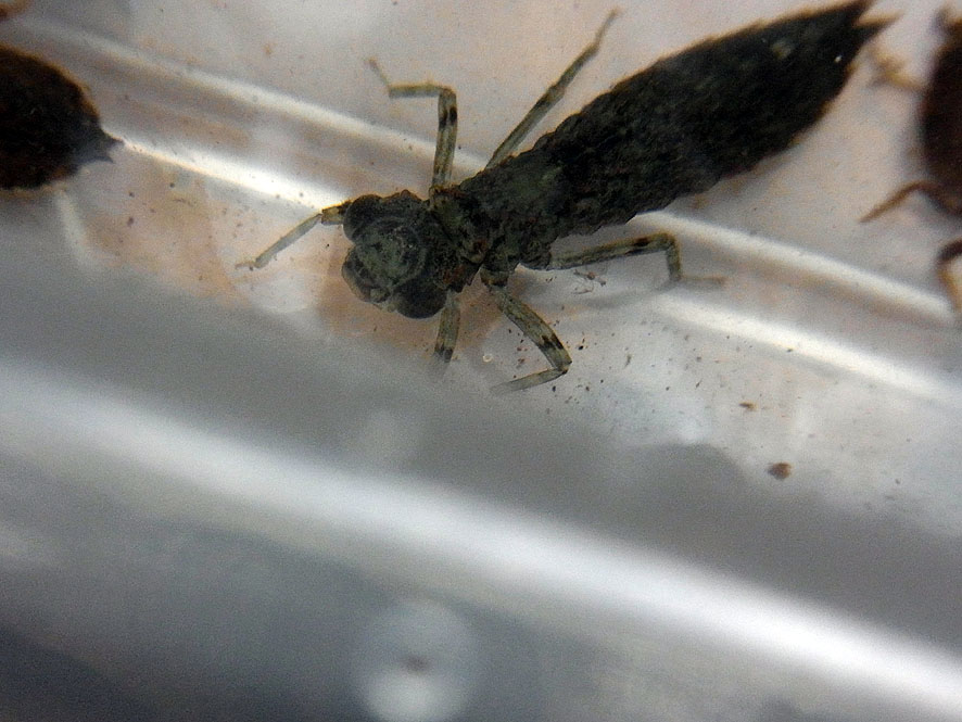 2016.7.24 日影沢で昆虫研修_f0131669_15373033.jpg