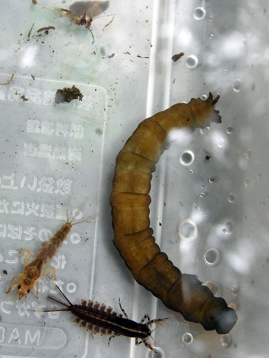 2016.7.24 日影沢で昆虫研修_f0131669_15391143.jpg