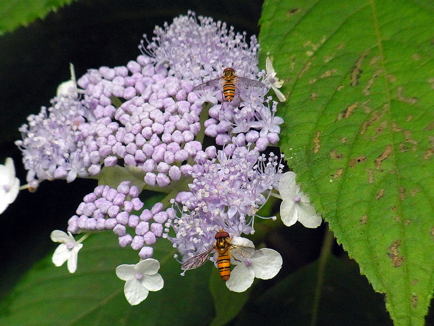 2016.7.24 日影沢で昆虫研修_f0131669_15442188.jpg