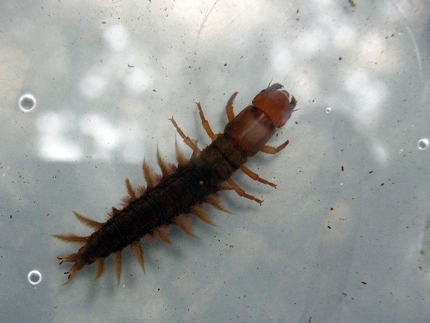 2016.7.24 日影沢で昆虫研修_f0131669_15461511.jpg