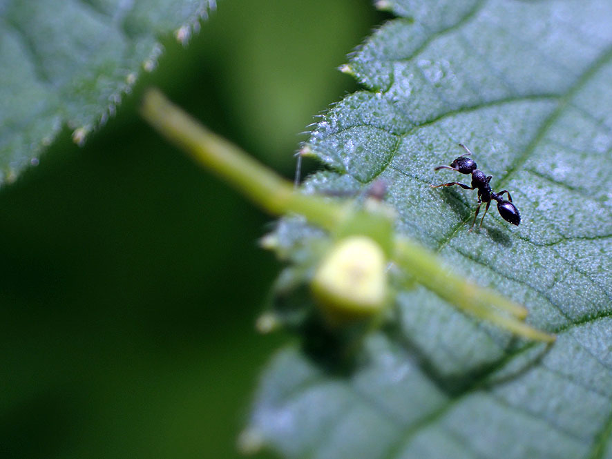 ハナグモ カニグモ科_f0131669_15514679.jpg