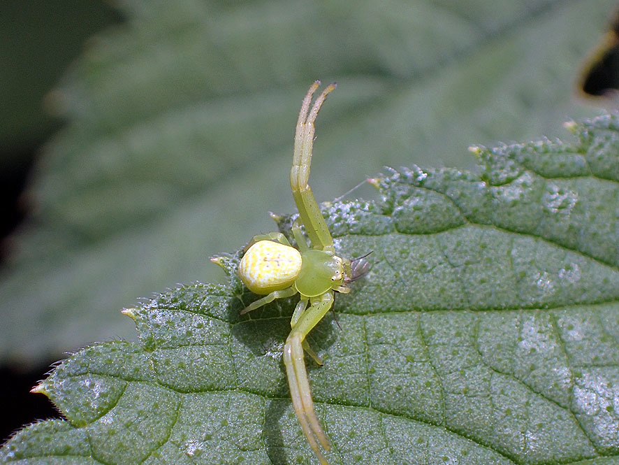 ハナグモ カニグモ科_f0131669_15522484.jpg