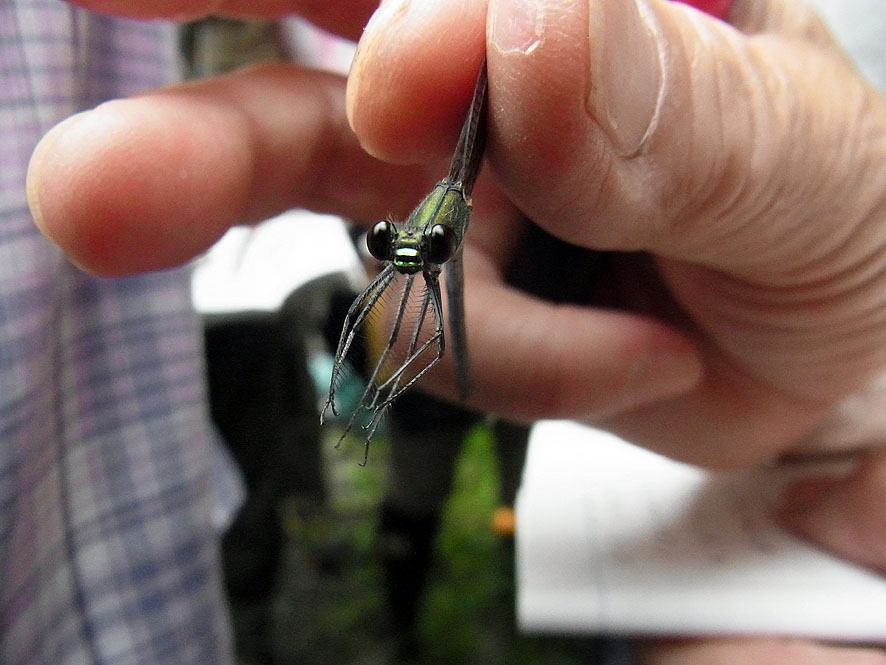 2016.7.24 日影沢で昆虫研修_f0131669_15553792.jpg