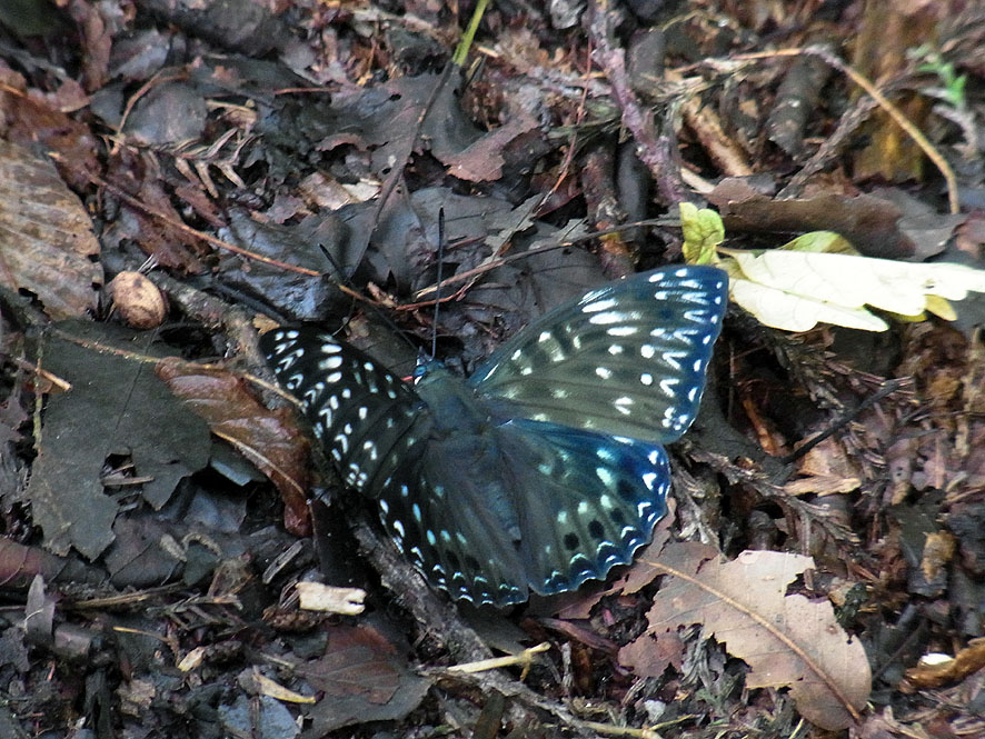 2016.7.24 日影沢で昆虫研修_f0131669_15563560.jpg