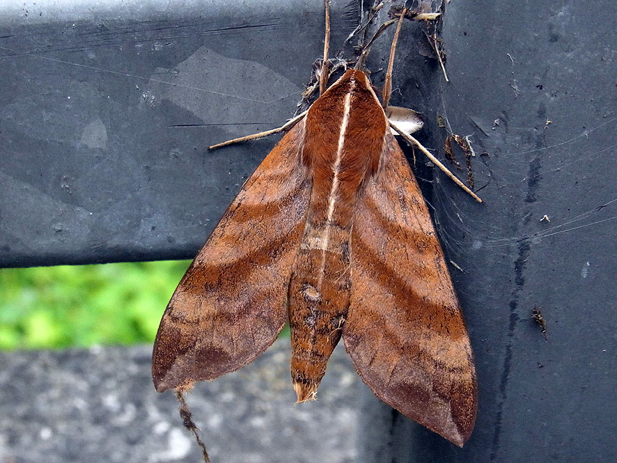 2016.7.24 日影沢で昆虫研修_f0131669_1563372.jpg