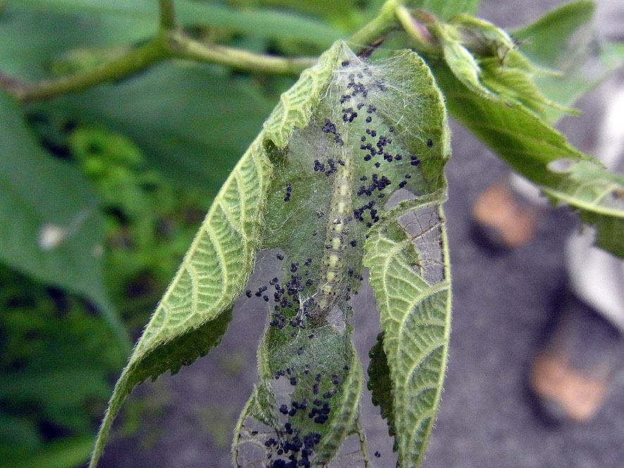 2016.7.24 日影沢で昆虫研修_f0131669_1593374.jpg