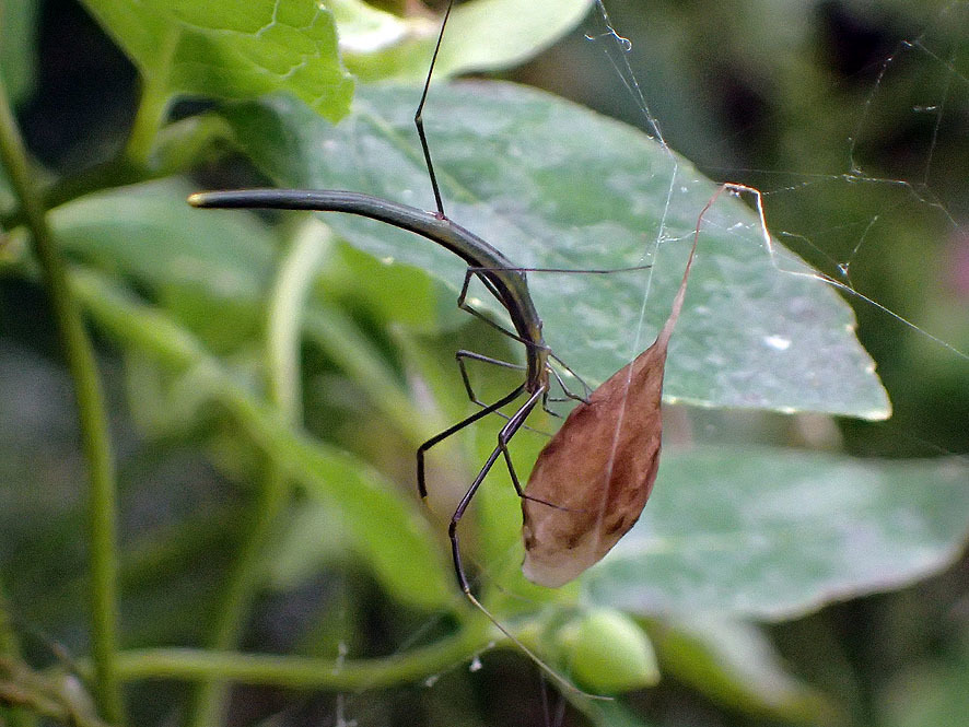 オナガグモ_f0131669_16192335.jpg