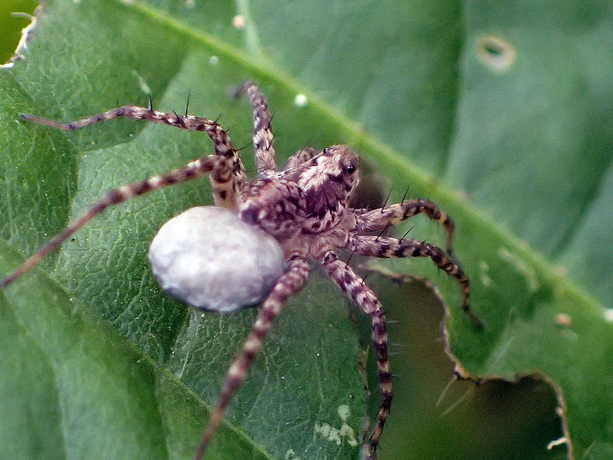 ウヅキコモリグモ_f0131669_16234105.jpg