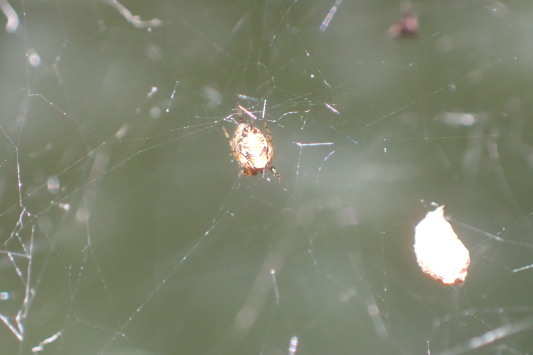 ベルダのクモたち　No.2_f0131669_17212558.jpg