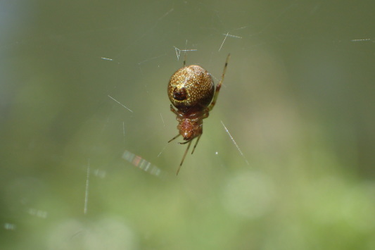 ベルダのクモたち　No.2_f0131669_17231877.jpg
