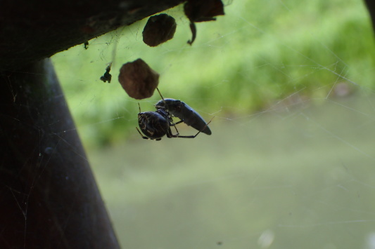 ベルダのクモたち　No.2_f0131669_17240430.jpg