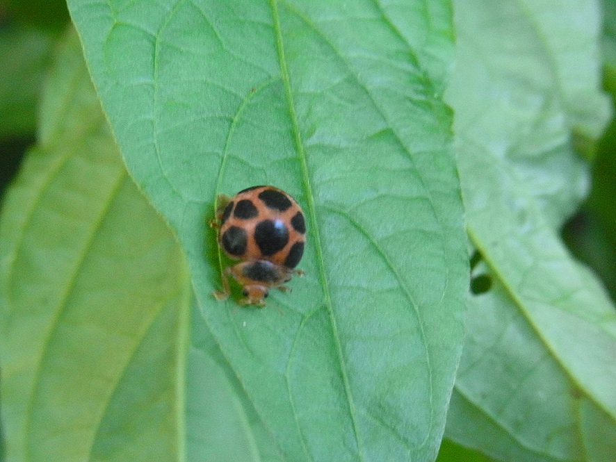 テントウムシ_f0131669_17281319.jpg