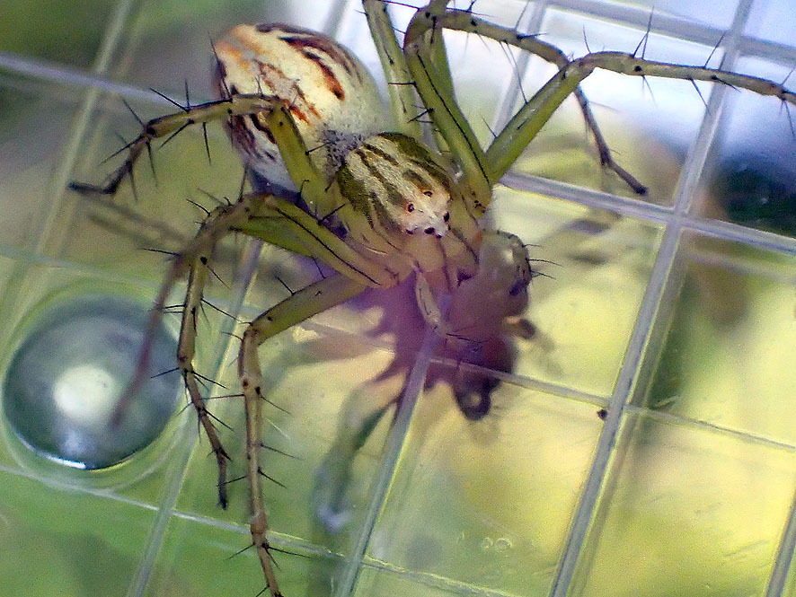 2018.6.1ベルダ　クモの調査_f0131669_17282999.jpg