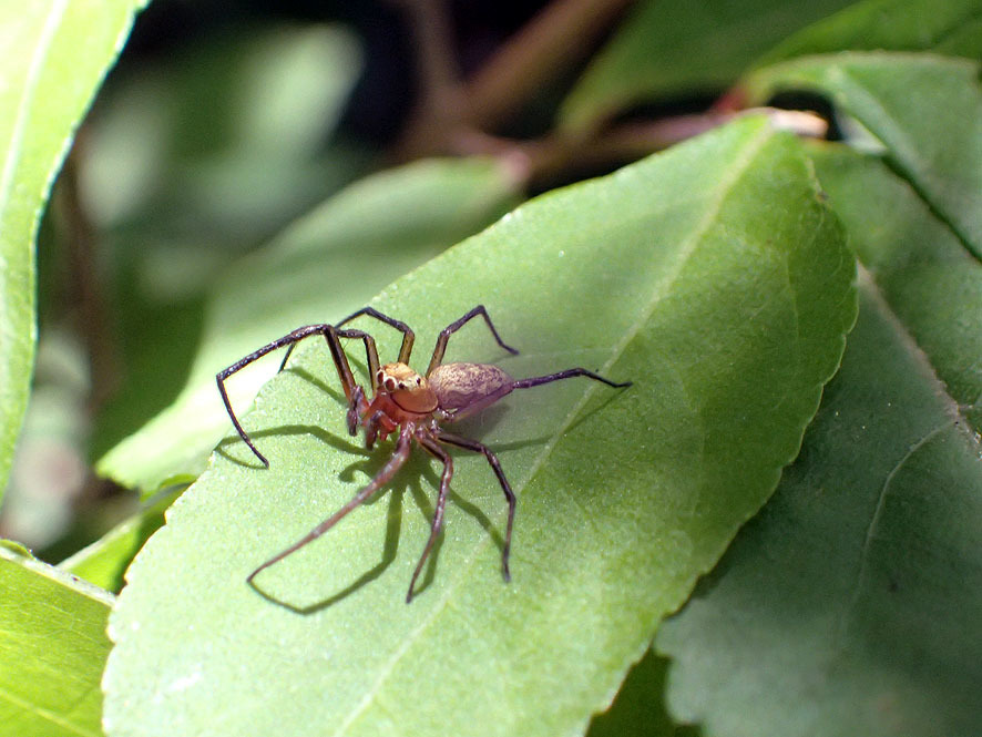2018.6.1ベルダ　クモの調査_f0131669_17592269.jpg