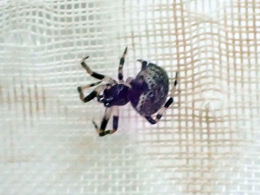 2018.6.1ベルダ　クモの調査_f0131669_18013666.jpg