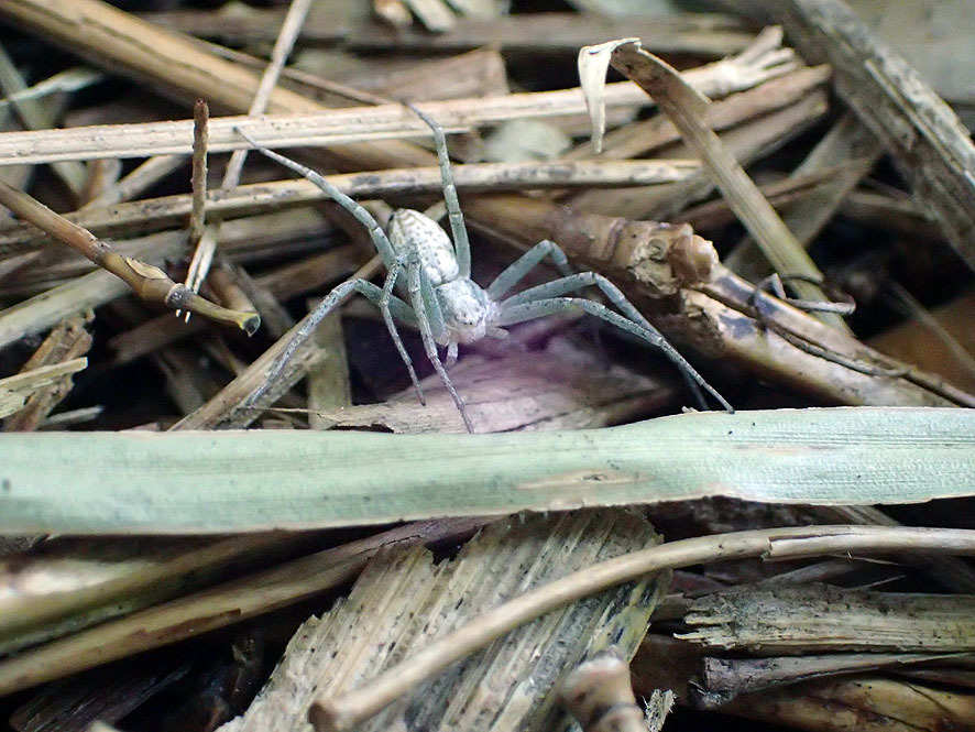 2018.6.1ベルダ　クモの調査_f0131669_18081512.jpg