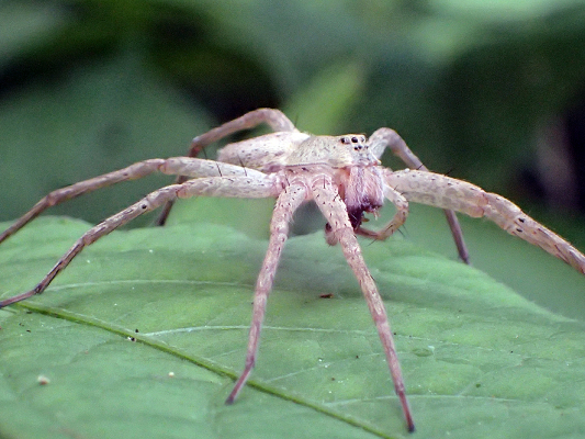 ベルダのクモたち_f0131669_18165482.jpg