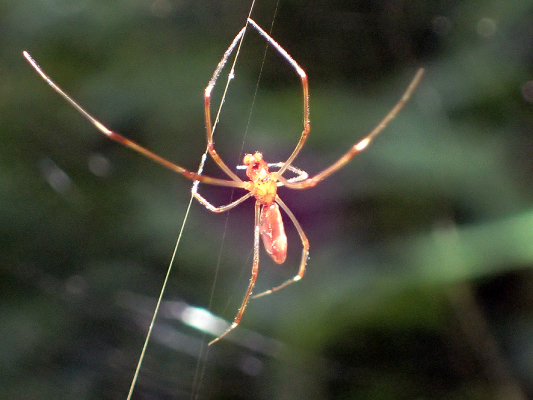 ベルダのクモたち_f0131669_18174164.jpg