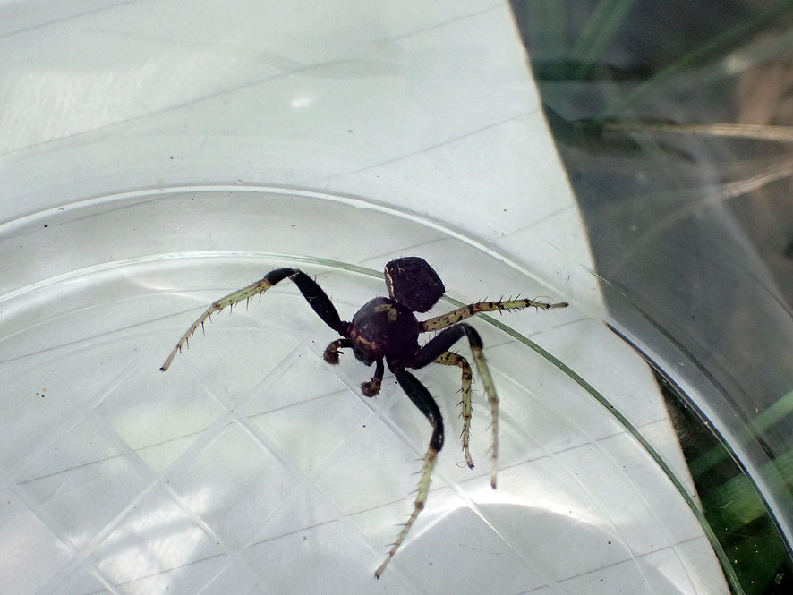 2018.6.1ベルダ　クモの調査_f0131669_19134979.jpg