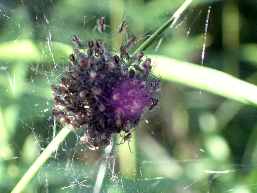 2018.6.1ベルダ　クモの調査_f0131669_19153195.jpg