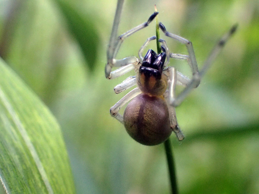 2018.6.1ベルダ　クモの調査_f0131669_19173303.jpg