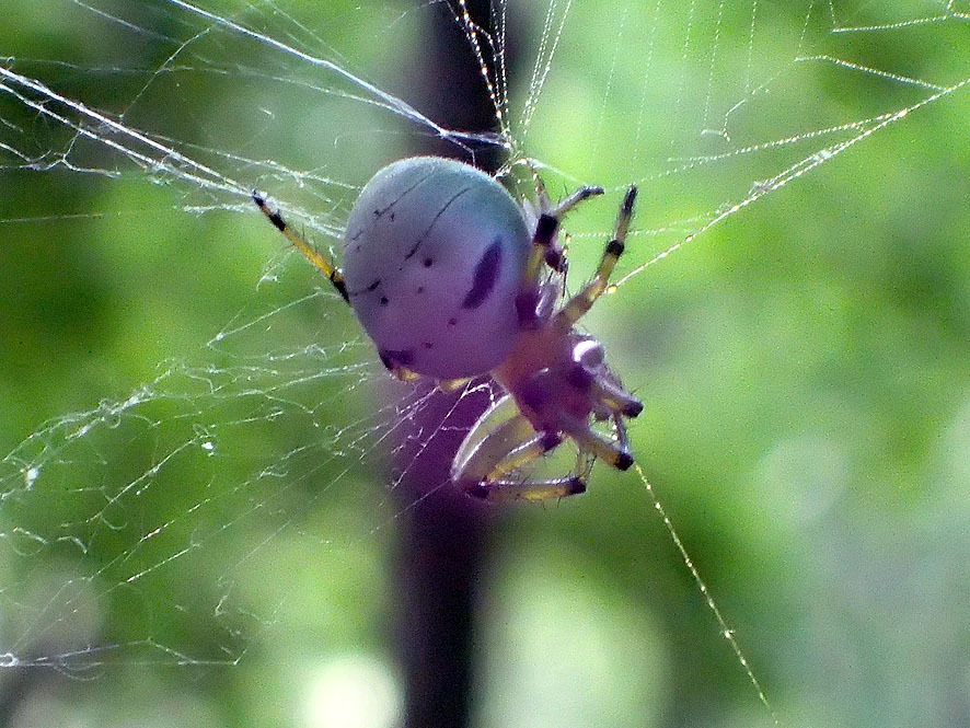 2018.6.1ベルダ　クモの調査_f0131669_19223956.jpg