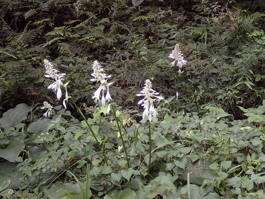 2018.7.16 岩殿_f0131669_19574147.jpg