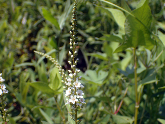 2018.7.16 岩殿_f0131669_19595893.jpg