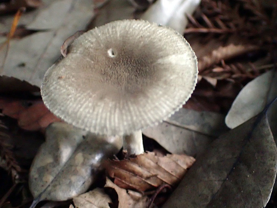 斜面林のキノコ_f0131669_20003332.jpg