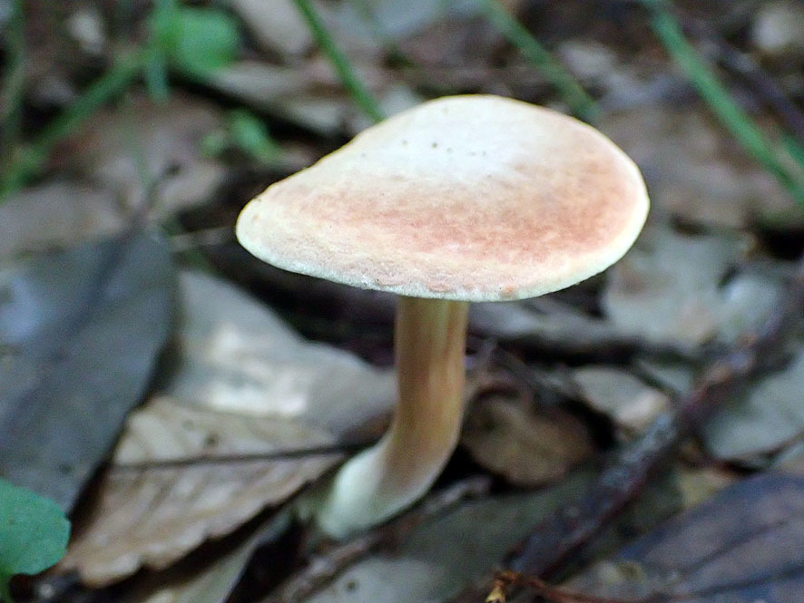 斜面林のキノコ_f0131669_20015812.jpg