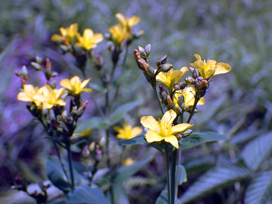 2018.7.16 岩殿_f0131669_20031927.jpg