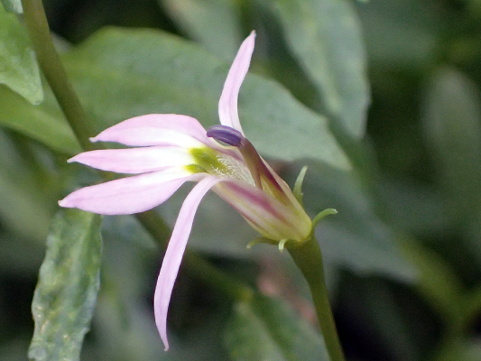 2018.7.16 岩殿_f0131669_20080379.jpg