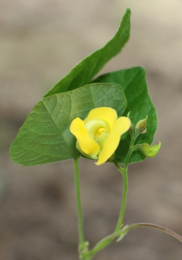 2018.8.20 岩殿_f0131669_20112417.jpg