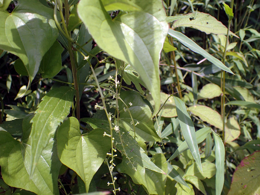 2018.7.16 岩殿_f0131669_20120281.jpg