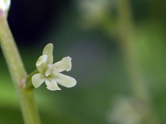 2018.7.16 岩殿_f0131669_20124755.jpg