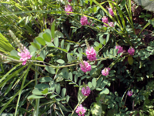 2018.7.16 岩殿_f0131669_20132911.jpg